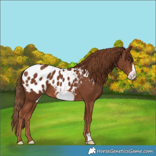 Horse Color:Chestnut Frame Blanket 