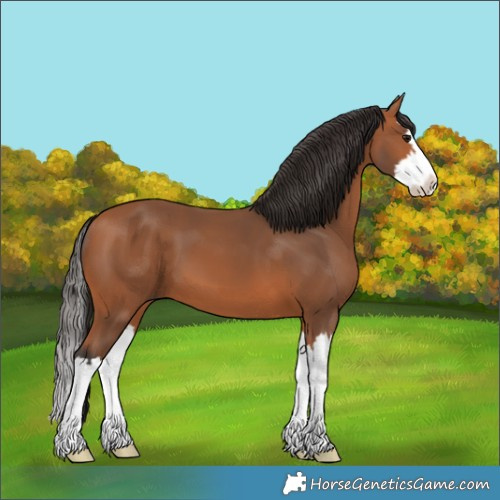 Horse Color:Bay Splash
