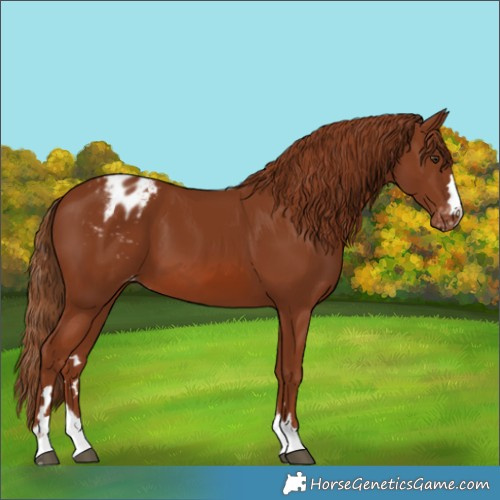 Horse Color:Chestnut Varnish 