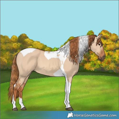 Horse Color:Red Dun Tobiano 