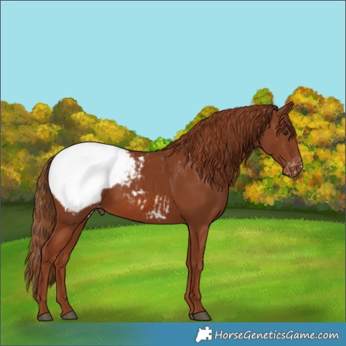 Horse Color:Chestnut Appaloosa