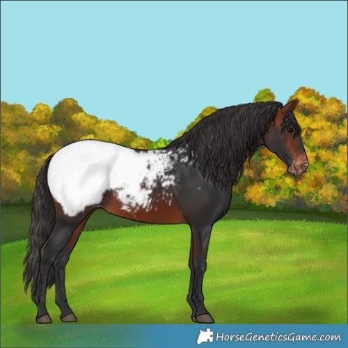 Horse Color:Bay Appaloosa