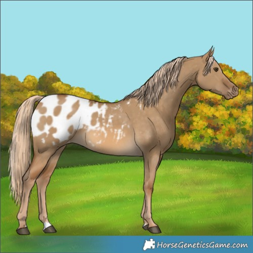 Horse Color:Chocolate Palomino Dun Blanket