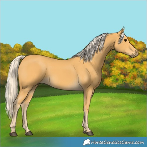 Horse Color:Palomino 