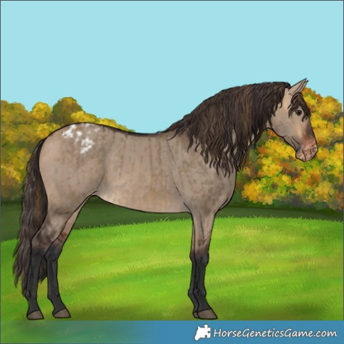 Horse Color:Buckskin Dun Appaloosa and Bay Dun Appaloosa