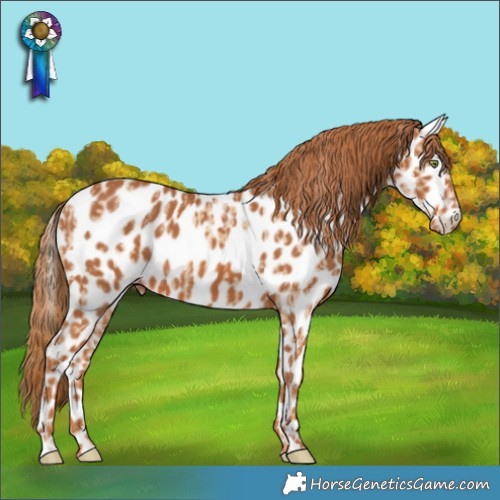Horse Color:Gold Champagne Dun Appaloosa and Chestnut Appaloosa