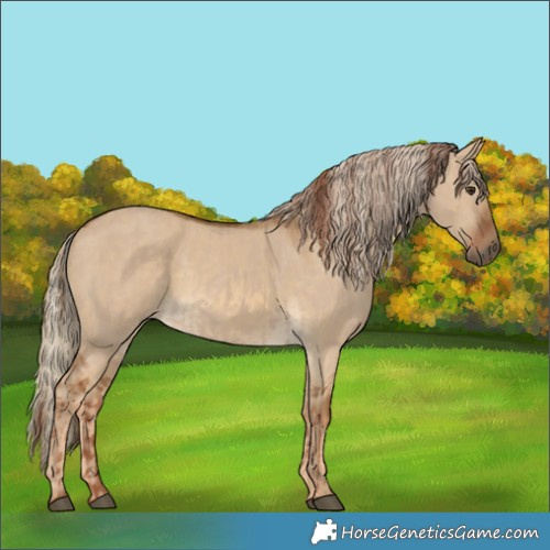 Horse Color:Red Dun and Chocolate Palomino Dun