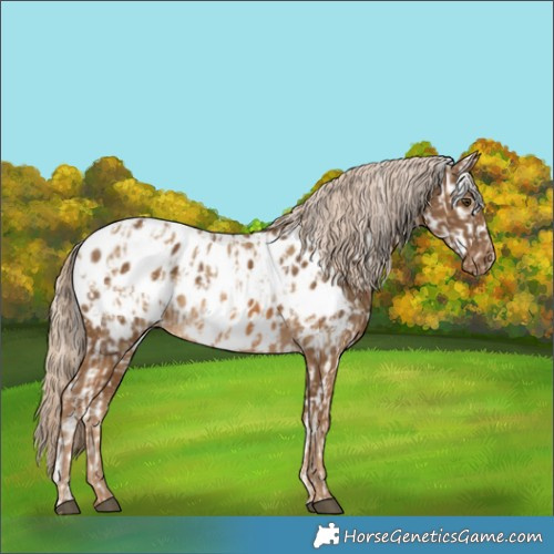 Horse Color:Chocolate Palomino Dun Appaloosa and Chocolate Palomino Appaloosa