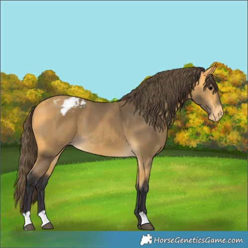 Horse Color:Buckskin Blanket