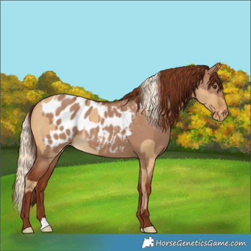 Horse Color:Palomino Dun Appaloosa and Red Dun Appaloosa