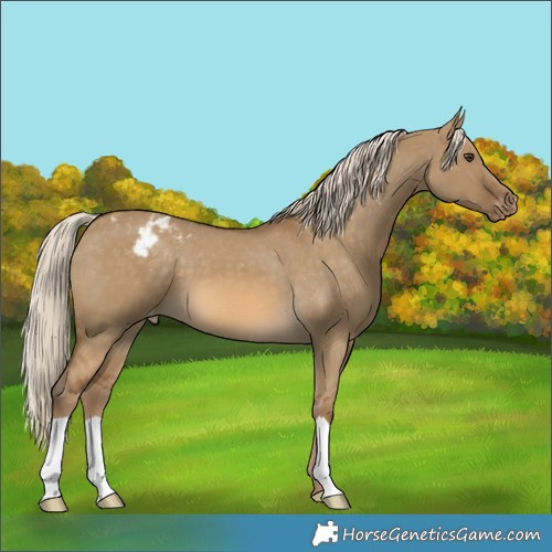 Horse Color:Chocolate Palomino Dun Appaloosa