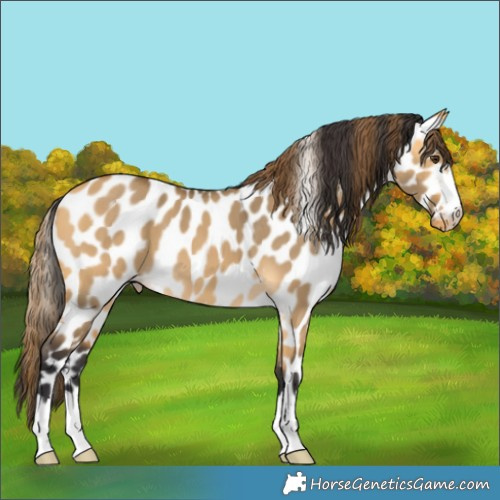Horse Color:Buckskin Dun Appaloosa