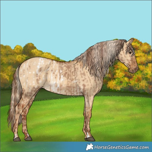 Horse Color:Red Dun Appaloosa and Palomino Dun