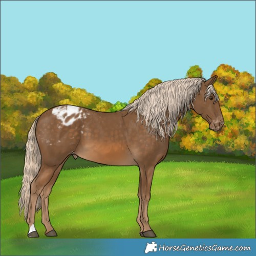Horse Color:Chocolate Palomino Appaloosa
