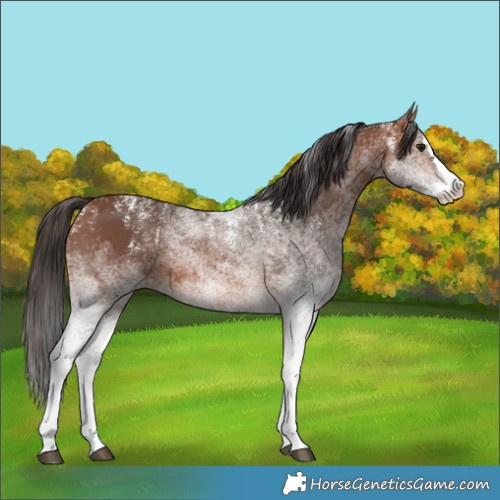 Horse Color:Powder White White Spotted Bay Splash