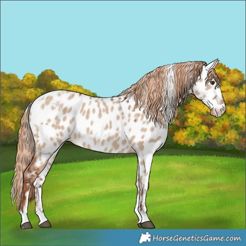 Horse Color:Powder White Red Dun Near Leopard 