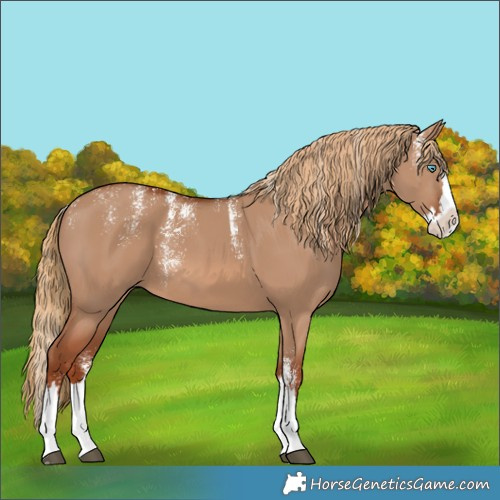 Horse Color:Powder White Red Dun Splash 