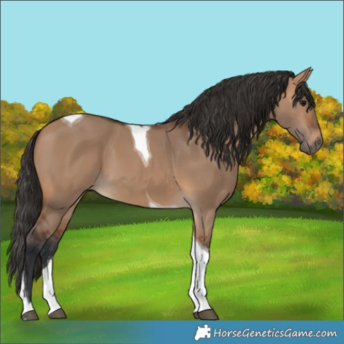 Horse Color:Bay Dun Tobiano 