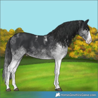 Horse Color:Powder White White Spotted Black Splash
