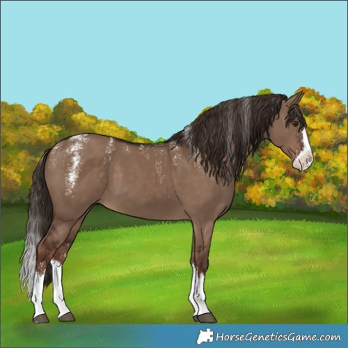 Horse Color:Powder White Liver Red Dun Splash