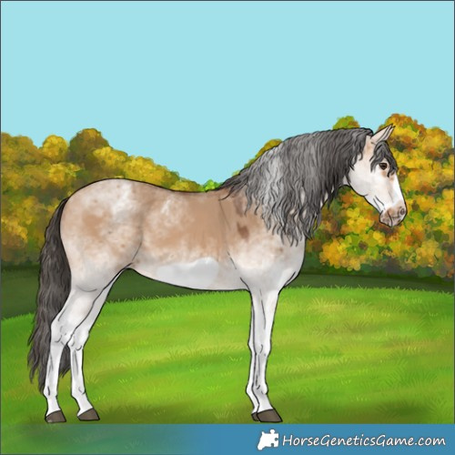 Horse Color:White Spotted Bay Dun Frame