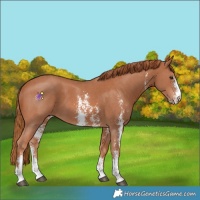 Horse Color:Chestnut Sabino 