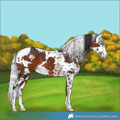 Horse Color:Bay Harlequin Merle 