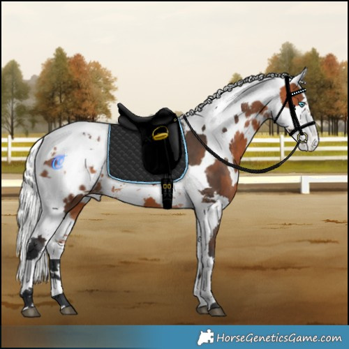 Horse Color:Bay Harlequin Merle Blanket 