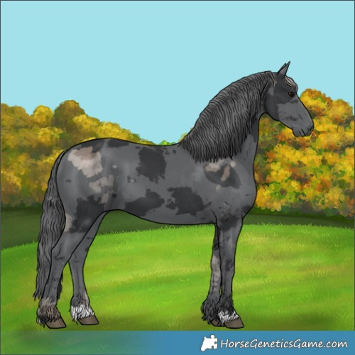 Horse Color:Black Merle 
