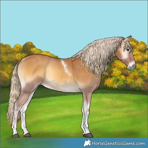 Horse Color:Palomino Onyx Tobiano 