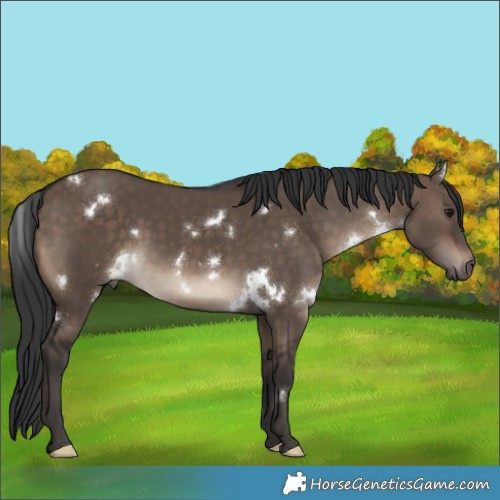 Horse Color:White Spotted Brown Dun Rabicano 