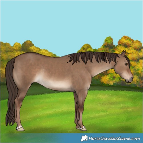 Horse Color:Liver Red Dun Rabicano