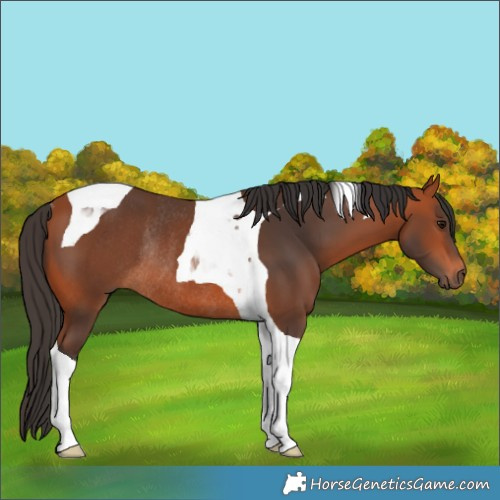 Horse Color:Bay Tobiano Rabicano