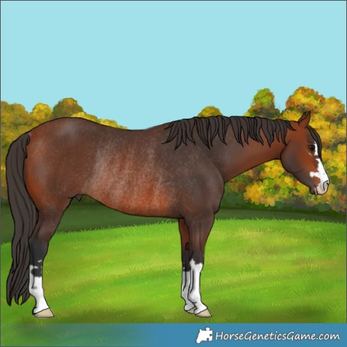 Horse Color:Bay Rabicano
