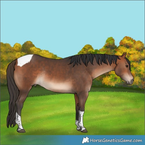 Horse Color:Bay Tobiano Rabicano 