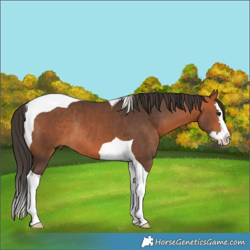 Horse Color:Bay Splash Tobiano Rabicano