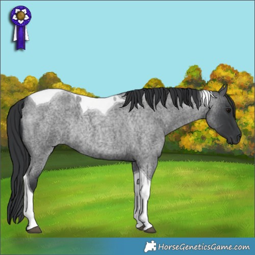 Horse Color:Blue Roan Tobiano Rabicano