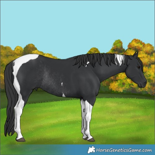 Horse Color:Black Tobiano Rabicano