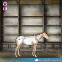 Horse Color:Buckskin Pearl Snowcap