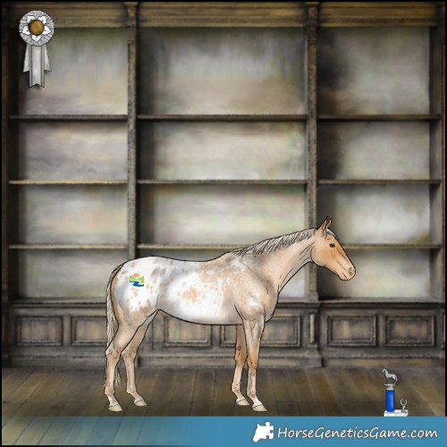 Horse Color:Palomino Roan Blanket 