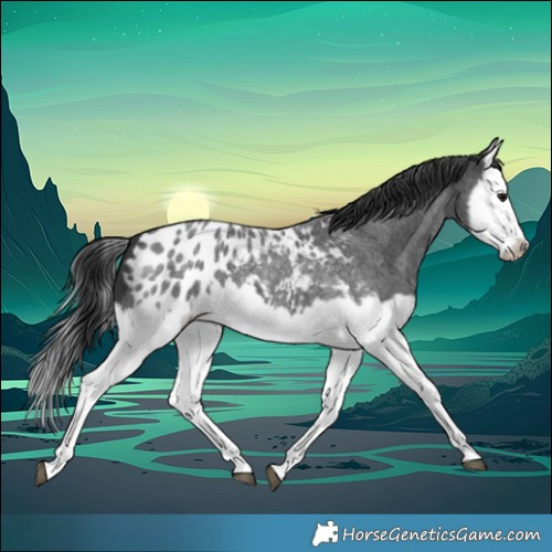 Horse Color:Blue Roan Splash Frame Near Leopard 
