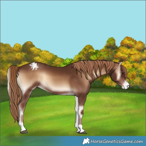 Horse Color:Red Onyx Varnish 