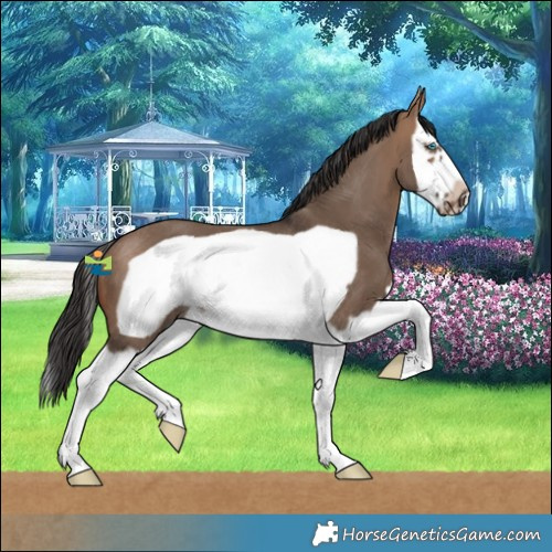 Horse Color:Brown Dun Splash Frame Rabicano 