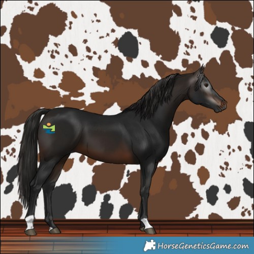 Horse Color:Gray Bay