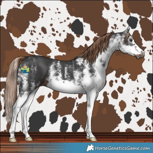 Horse Color:Gray White Spotted Liver Chestnut Frame 