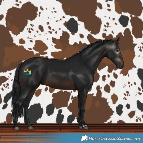 Horse Color:Gray Brown 