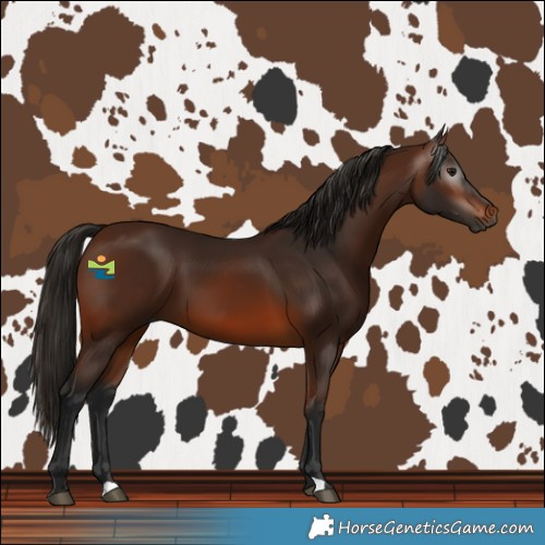 Horse Color:Gray Bay 