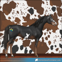 Horse Color:Gray Liver Chestnut Frame 