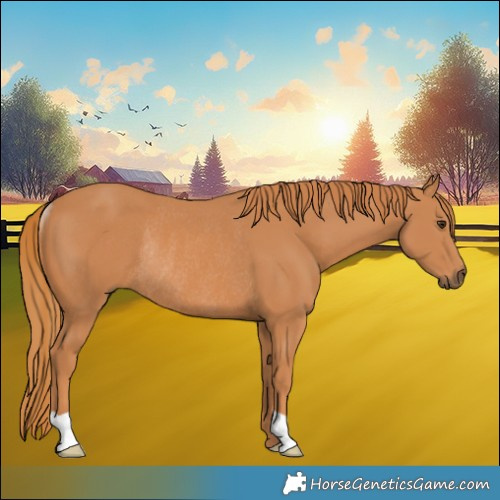 Horse Color:Chestnut Rabicano