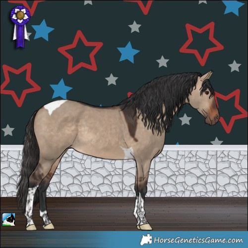 Horse Color:Bay Dun Tobiano Rabicano